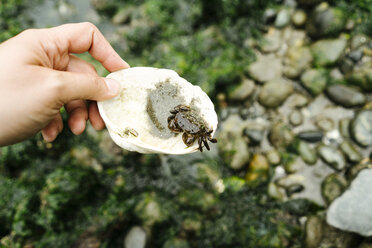 Abgeschnittene Hand eines Mannes, der eine Muschel mit einer Krabbe am Strand hält - CAVF61445