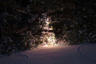 Beleuchteter Weihnachtsbaum auf schneebedecktem Feld im Wald bei Nacht - CAVF61584