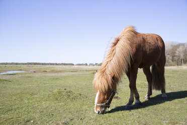 Voller Länge von braunen Pferd grasen auf grasbewachsenen Feld gegen klaren Himmel während sonnigen Tag - CAVF61592