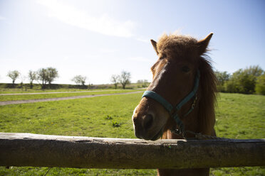Nahaufnahme eines Pferdes am Zaun auf einem Feld gegen den Himmel an einem sonnigen Tag - CAVF61595