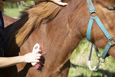 Abgeschnittene Hand einer Frau, die ein braunes Pferd auf einem Feld an einem sonnigen Tag bürstet - CAVF61596