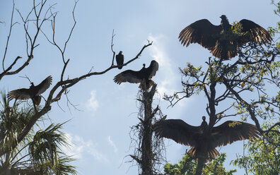 Niedriger Blickwinkel auf Geier, die auf Ästen im Wald gegen den Himmel im Chassahowitzka Wildlife Refuge hocken - CAVF61602