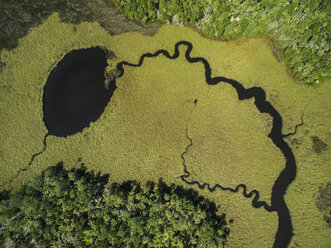 Hochformatige Ansicht von Algen im Sumpf des Chassahowitzka Wildlife Refuge - CAVF61607