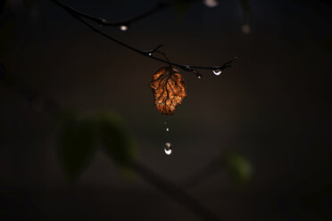 Low angle view of water dripping from leaf during autumn - CAVF61707