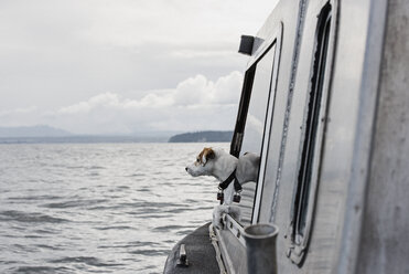 Süßer Hund schaut aus dem Bootsfenster auf den Fluss, Campbell River, British Columbia, Kanada - CAIF22890