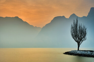 Italy, Torbole, bald tree at Lake Garda in winter - MRF01938