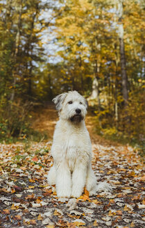 Weißer Terrier sitzt über trockenem Laub auf einem Fußweg im Wald - CAVF61751