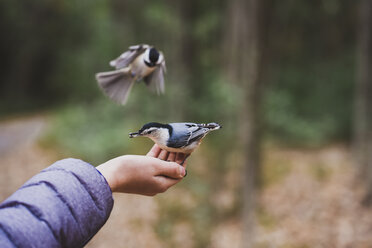 Ausgeschnittenes Bild eines Jungen, der Vögel im Wald füttert - CAVF61758