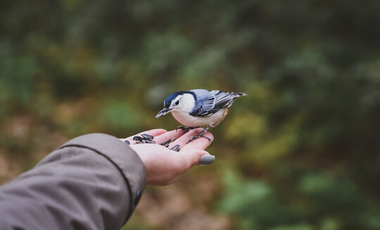 Cropped hand of girl feeding seeds to white breasted nuthatch in forest - CAVF61760