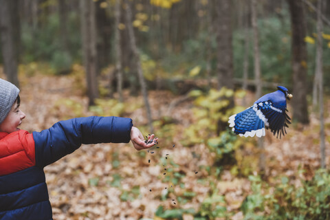 Glücklicher süßer Junge füttert Blauhäher im Wald mit Samen, lizenzfreies Stockfoto