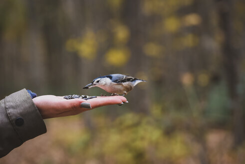 Nahaufnahme eines Vogels, der Samen auf einer geernteten Hand im Wald füttert - CAVF61762