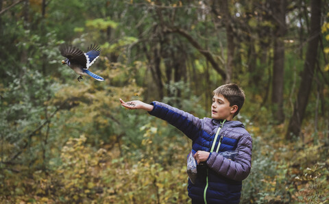 Junge füttert Blauhäher gegen Bäume im Wald im Herbst, lizenzfreies Stockfoto