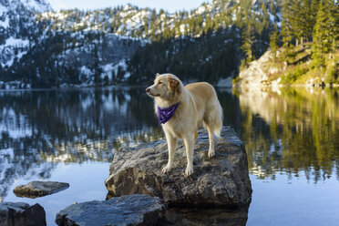 Golden Retriever schaut weg, während er auf einem Felsen im See vor einem Berg im Winter steht - CAVF61774