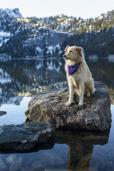 Golden Retriever schaut weg, während er auf einem Felsen im See gegen einen Berg im Winter sitzt - CAVF61775