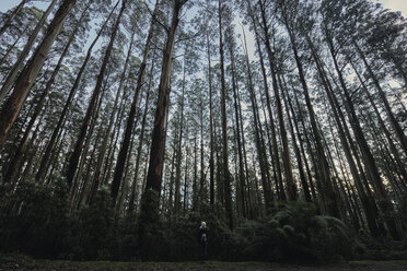 Rückansicht eines im Wald stehenden Wanderers - CAVF61860