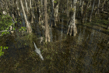 Hohe Winkelansicht von Bäumen und Alligator im Sumpf im Wald - CAVF61872