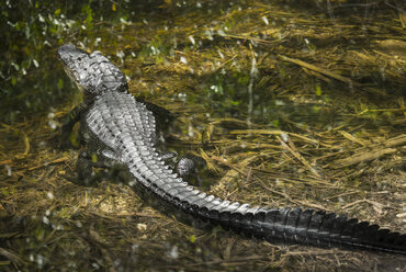 Alligator im Sumpf am Wald - CAVF61873