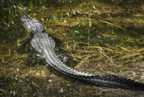 Alligator im Sumpf am Wald - CAVF61873