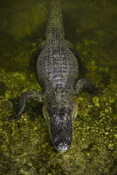 Hohe Winkel Ansicht von Alligator in moosigen Sumpf am Wald - CAVF61875