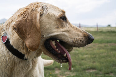 Close-up of wet Labrador Retriever with ball in mouth standing on grassy field against sky - CAVF61983