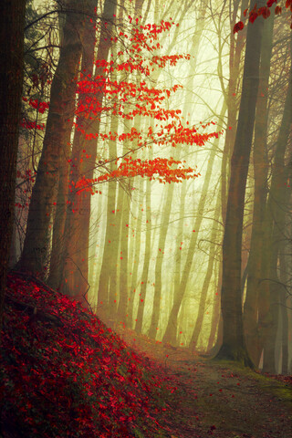 Herbstwald und leerer Waldweg, lizenzfreies Stockfoto