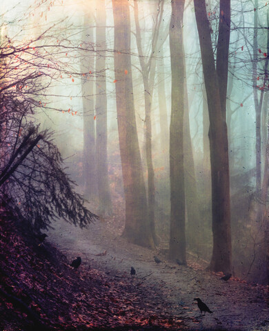 Krähen auf Waldweg im Herbst, Tagesanbruch, lizenzfreies Stockfoto