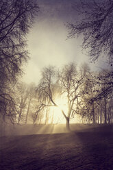 Sunrise and trees on a winter morning - DWIF00979