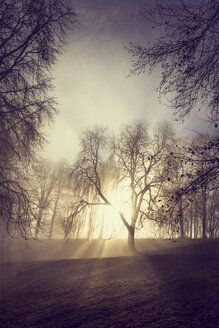 Sonnenaufgang und Bäume an einem Wintermorgen - DWIF00979