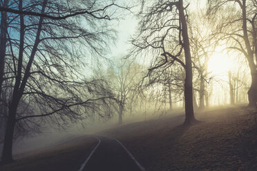 Sunrise and trees in a park, empty path - DWIF00980