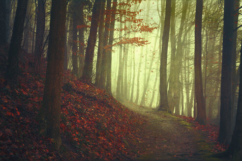 Herbstwald und leerer Waldweg - DWIF00984