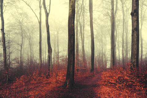 Herbstwald, rote Blätter, lizenzfreies Stockfoto