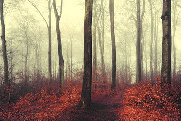 Autumn forest, red leaves - DWIF00986