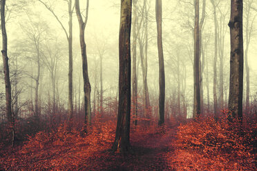 Herbstwald, rote Blätter - DWIF00986