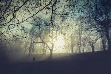 Sonnenaufgang und Bäume am Morgen, eine Person geht auf der Wiese - DWIF00987