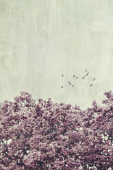 Magnolia tree flowering and flying birds, textured effect - DWIF00997