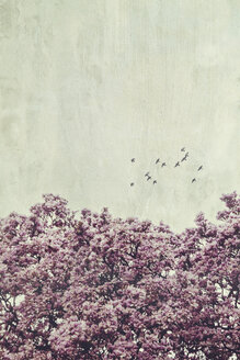 Blühender Magnolienbaum und fliegende Vögel, Struktureffekt - DWIF00997