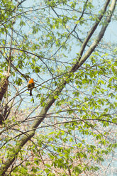 Robin redbreast, Erithacus rubecula, sitting on twig of a tree - DWIF00998