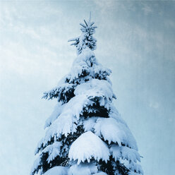 Schneebedeckter Tannenbaum - DWIF01000