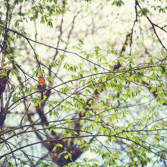 Rotkehlchen, Erithacus rubecula, sitzend auf einem Zweig eines Baumes - DWIF01002