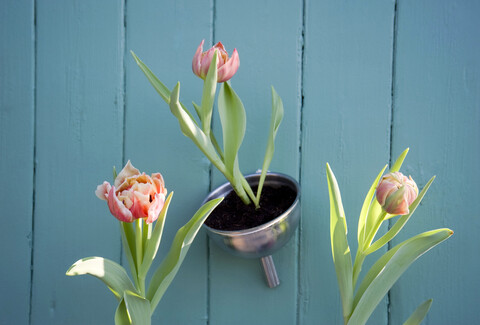 Osterdekoration, Blumenschmuck, Tulpen im Trichter, lizenzfreies Stockfoto