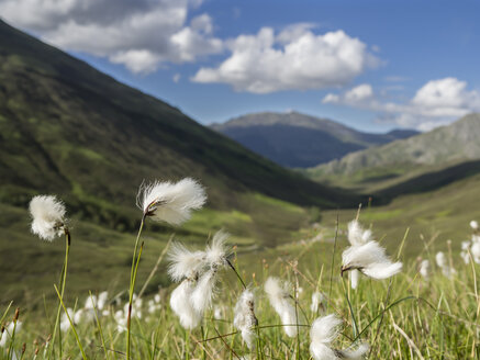 Großbritannien, Schottland, Glen Shiel, Scheideneckenkraut, Eriophorum vaginatum, Samenkopf - HUSF00027