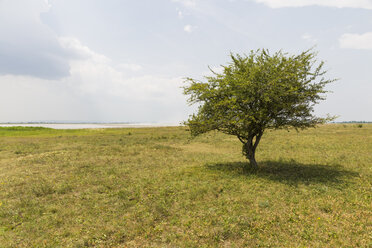 Österreich, Burgenland, Nationalpark Neusiedler See, Seewinkel, Baum auf Feld - AIF00590