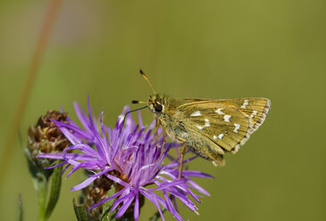 Silberfleck-Skipper auf violettem Blütenkopf - SIEF08418