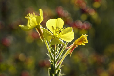 Blüte der Nachtkerze - SIEF08419