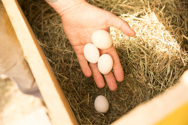 Eier im Hühnerstall von Hand einsammeln - MFRF01235