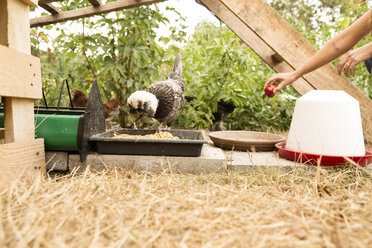 Handfütterung von Hühnern im Hühnerstall im Garten mit einem Apfel - MFRF01263
