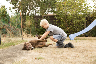Junge streichelt alte englische Bulldogge auf Spielplatz im Garten - MFRF01272