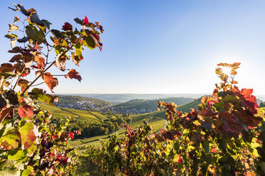 Deutschland, Baden-Württemberg, Stuttgart, Blick über Reben nach Uhlbach - WDF05183