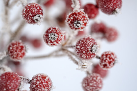 Rote Beeren der Gewöhnlichen Stechpalme, Ilex aquifolium im Winter, mit Frost bedeckt, lizenzfreies Stockfoto