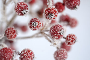 Rote Beeren der Gewöhnlichen Stechpalme, Ilex aquifolium im Winter, mit Frost bedeckt - LBF02405